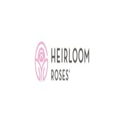 Heirloom Roses