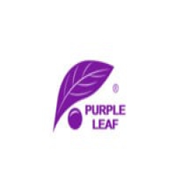 Purple Leaf